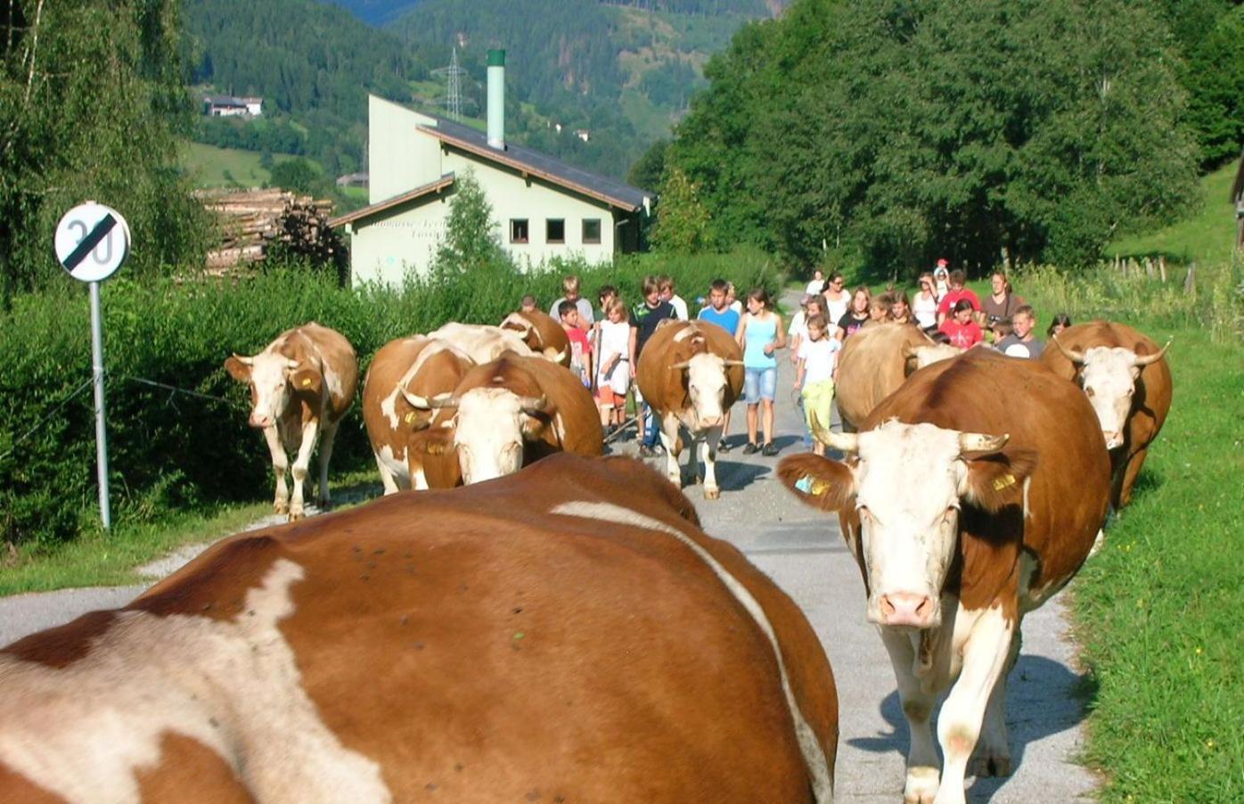 Bio-Bauernhof-Hotel Matlschweiger Lassing  Esterno foto